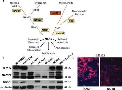 NAMPT Inhibition Induces Neuroblastoma Cell Death and Blocks Tumor Growth